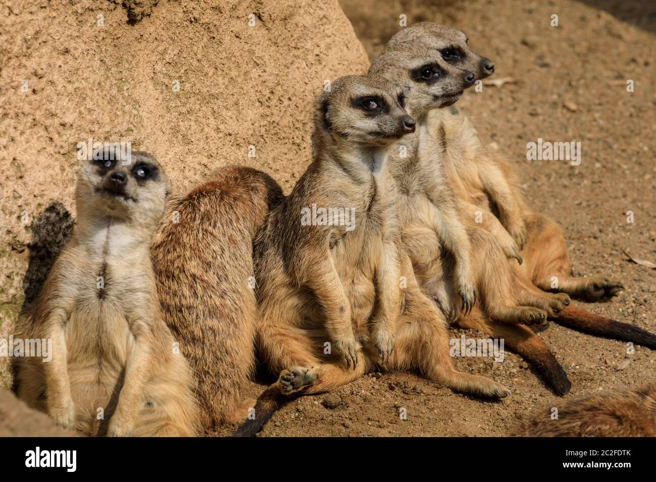 Zoom Erlebniswelt, Gelsenkirchen, Deutschland. Juni 2020. Drei Erdmännchen (Suricata suricatta) faulenzen im Sonnenschein herum. Tiere bei der Entspannung und kühlen sich heute in heißer und feuchter Witterung in Nordrhein-Westfalen ab. Kredit: Imageplotter/Alamy Live Nachrichten Stockfoto
