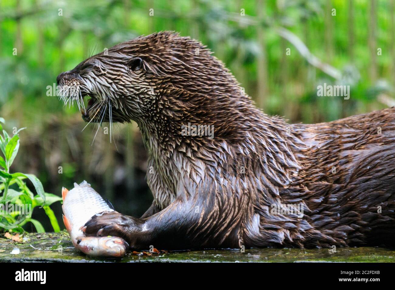 Ein kanadischer Fischotter (lutra canadensis) taucht in einen Teich und Snacks auf einem Stück Fisch. Stockfoto