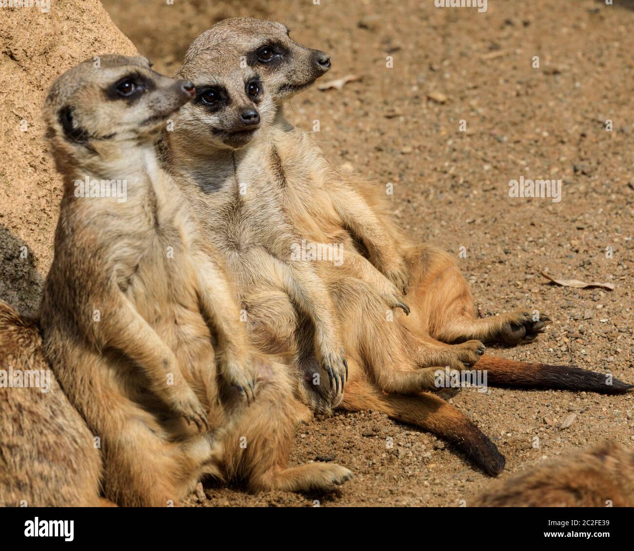 Zoom Erlebniswelt, Gelsenkirchen, Deutschland. Juni 2020. Drei Erdmännchen (Suricata suricatta) faulenzen im Sonnenschein herum. Tiere bei der Entspannung und kühlen sich heute in heißer und feuchter Witterung in Nordrhein-Westfalen ab. Kredit: Imageplotter/Alamy Live Nachrichten Stockfoto