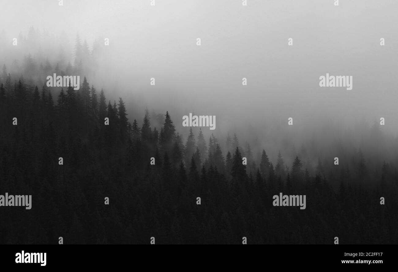 Schwarz-weiß Kiefernwald und Wolken, in Siebenbürgen, Rumänien Stockfoto