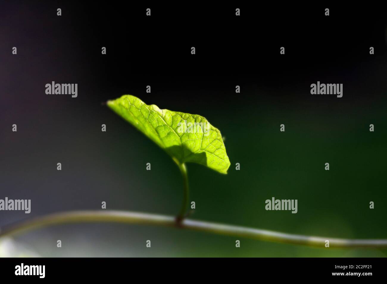 LB00207-00.....WASHINGTON - Einzelblatt auf einer Rebe. Lensbaby Edge 50-Bild. Stockfoto