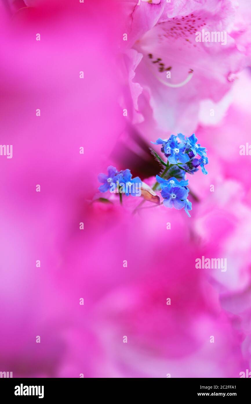 LB00208-00.....WASHINGTON - Blaue Blume in einem rosa und weißen Rhododendron. Lensbaby Edge 50-Bild. Stockfoto