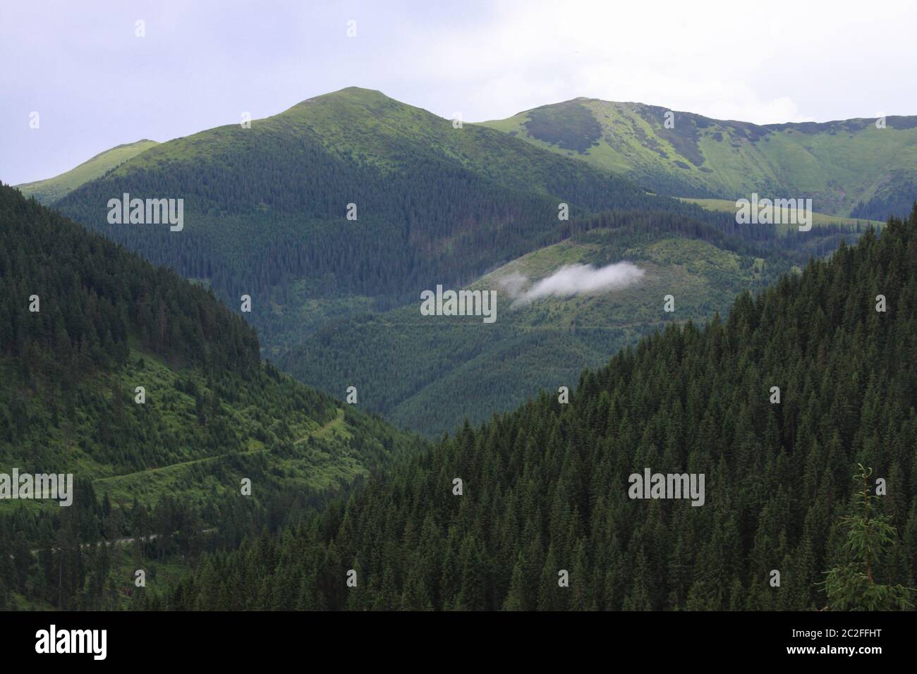 Wolke und Wald über Tal in Rodnei Berge, Karpaten Berge, Siebenbürgen, Rumänien Stockfoto