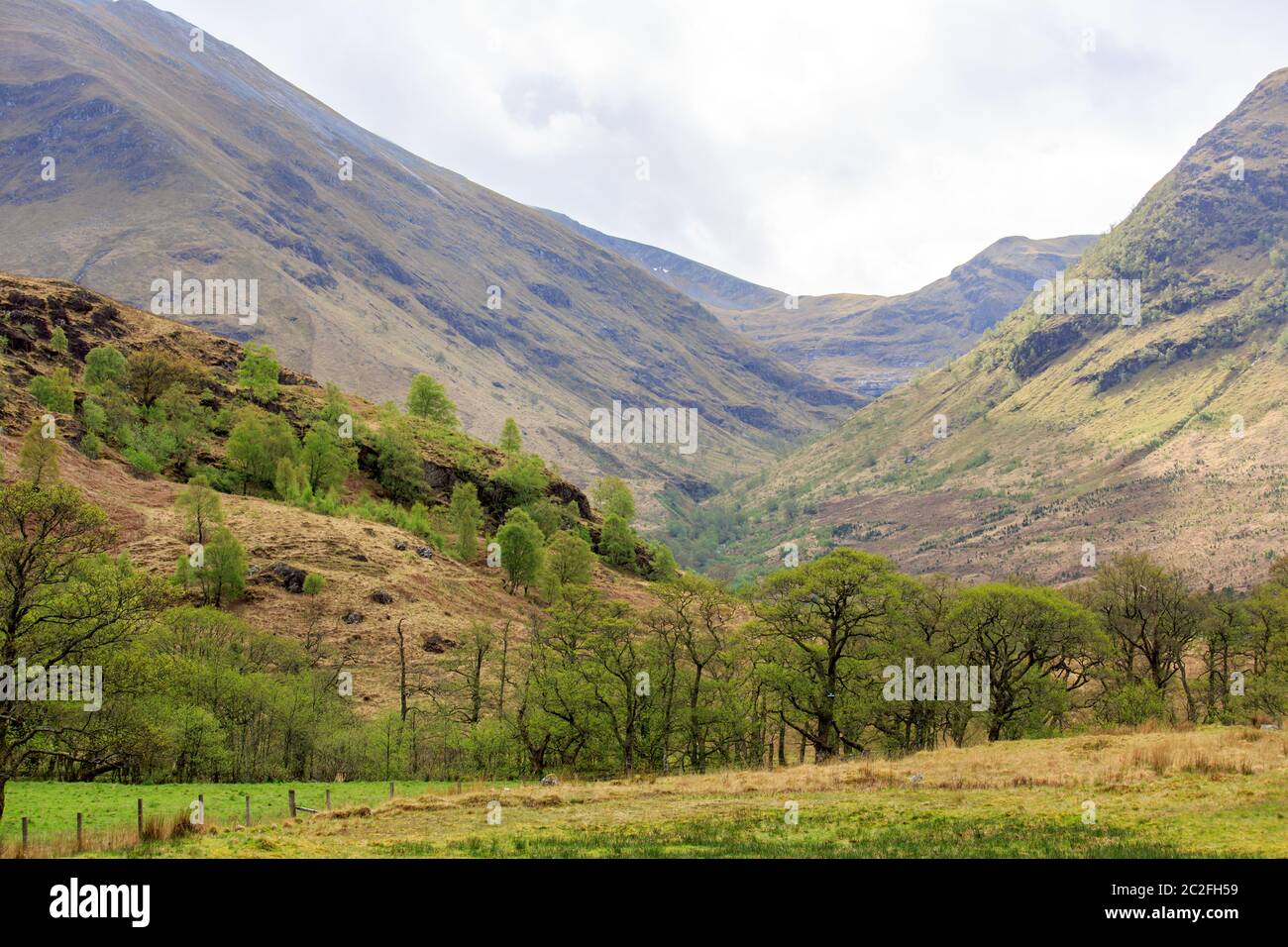 Waldbäume in Glen Nevis die schottischen Highlands Stockfoto