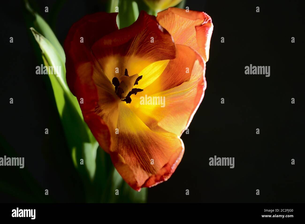 rote Tulpe auf einem dunklen Hintergrund geblasen Stockfoto