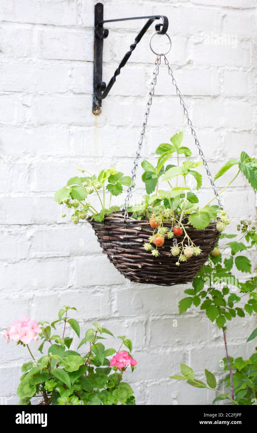 Fragaria × ananassa. Erdbeeren wachsen in einem hängenden Korb. Stockfoto