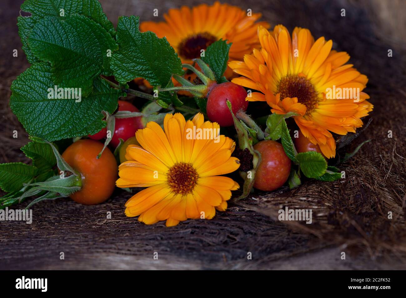 Orange Herbstblume und Hagebutte Stillleben in dunkler Stimmung Stockfoto