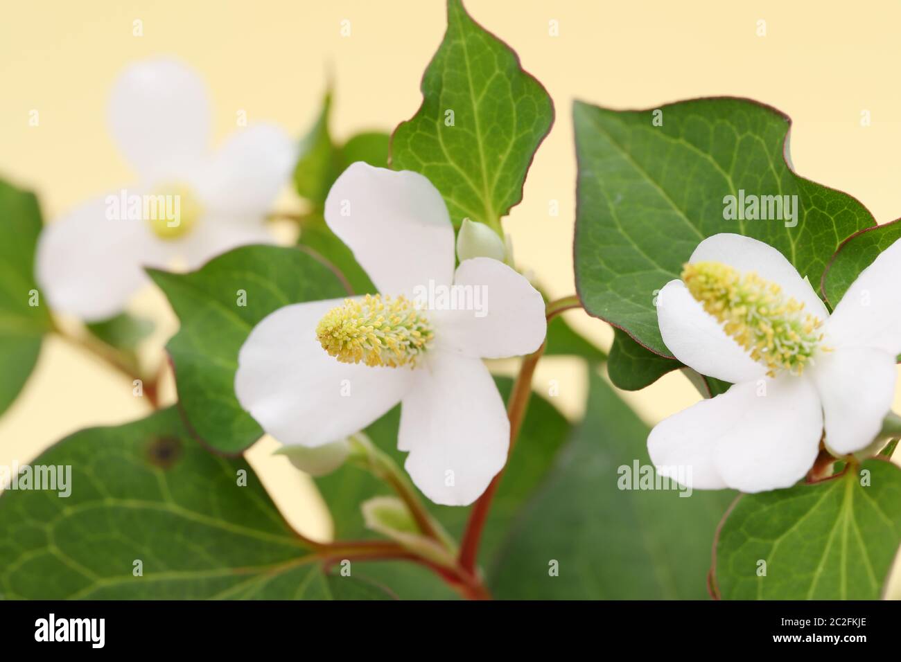 Hosta undulata herzförmige Fisch Kraut mit Blume, chinesische Medizin Stockfoto