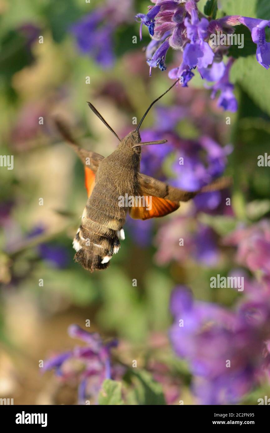 Kolibri hawk moth in einem garten Fotos und Bildmaterial in hoher