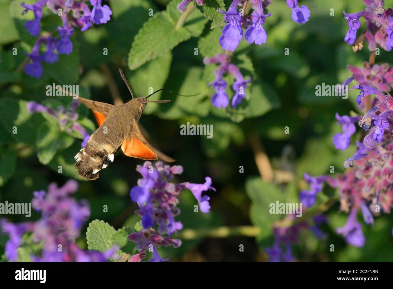 Kolibri hawk moth garten Fotos und Bildmaterial in hoher Auflösung