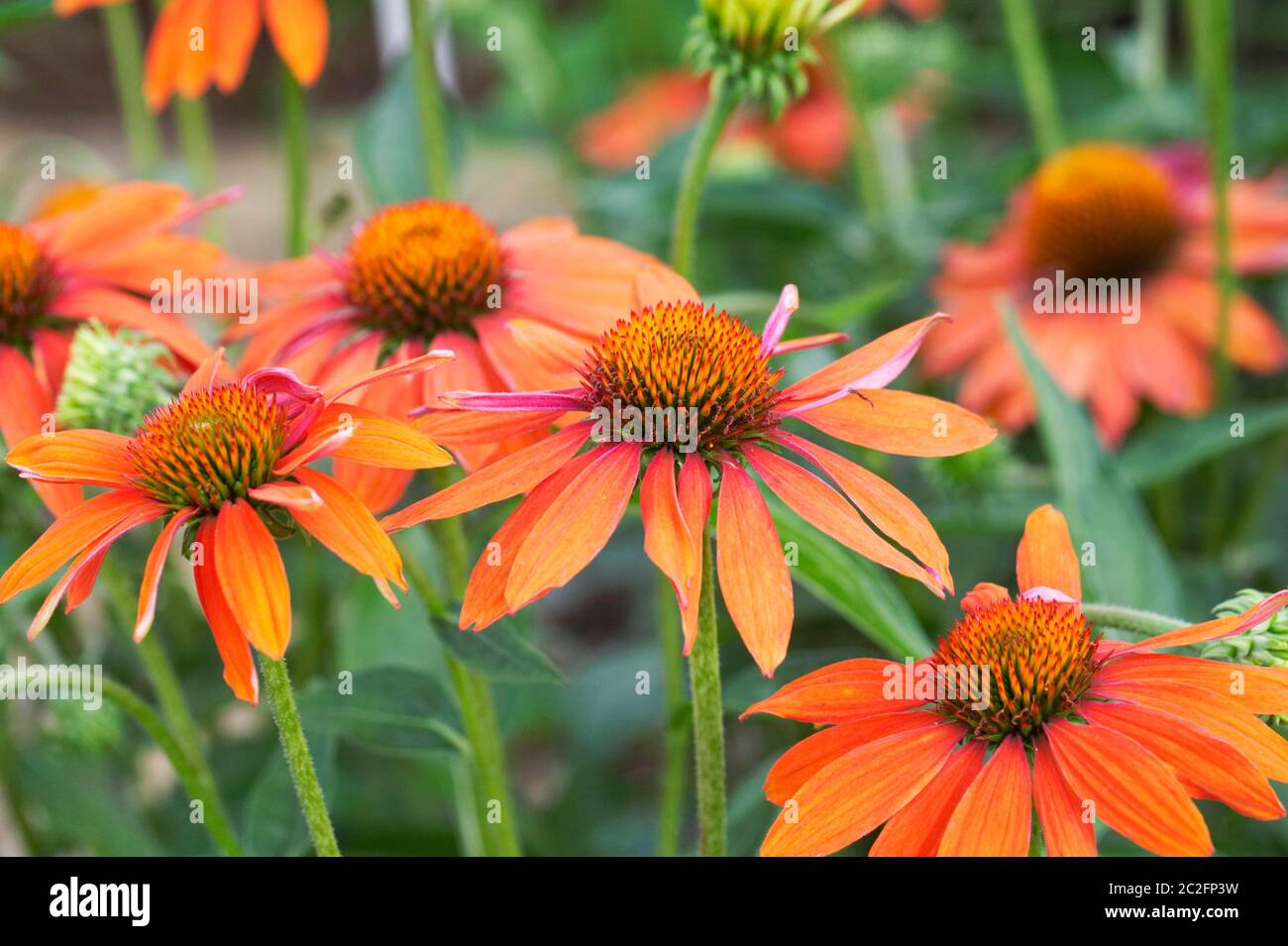Echinacea Sombrero Adobe Orange Blumen. Stockfoto
