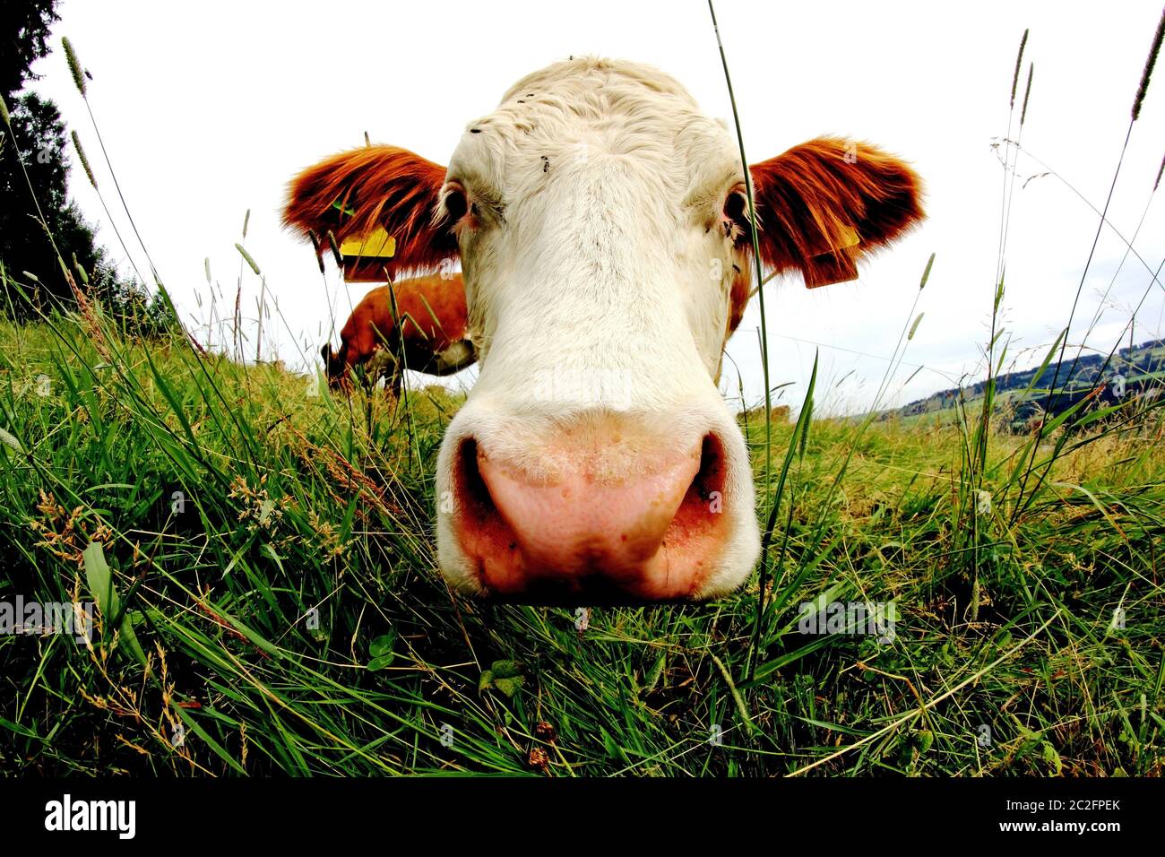 Weitwinkelansicht des Kopfes eines neugierigen Fleckviehs auf der Weide Stockfoto