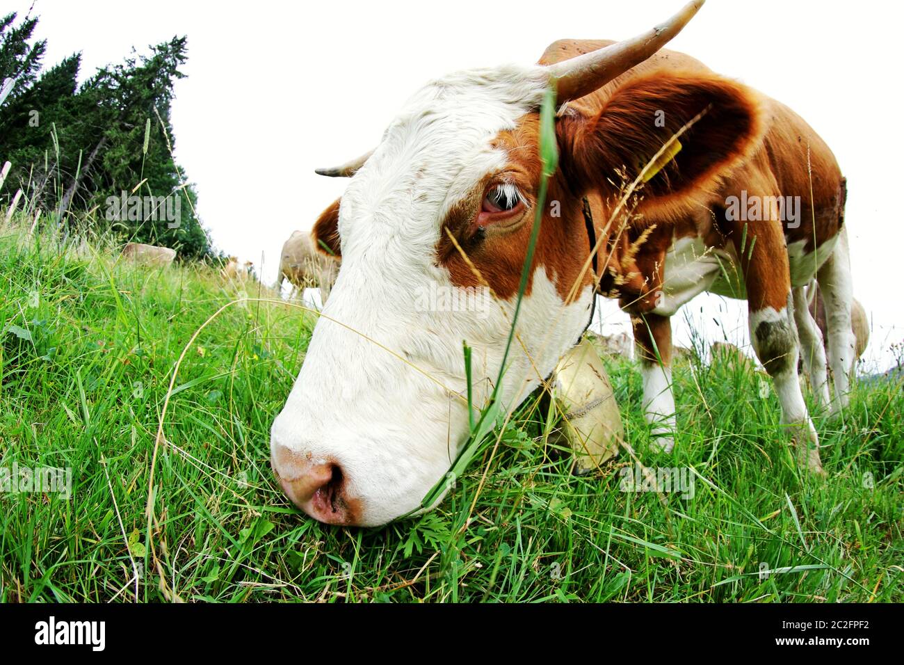 Weitwinkelansicht des Kopfes eines Simmentaler Viehs mit Hörnern und Glocke, die auf der Weide grasen. Stockfoto