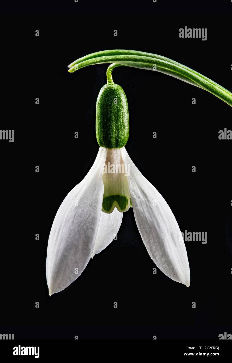 Fokussieren Sie gestapeltes Makrobild einer Schneeglöpfenblume Stockfoto