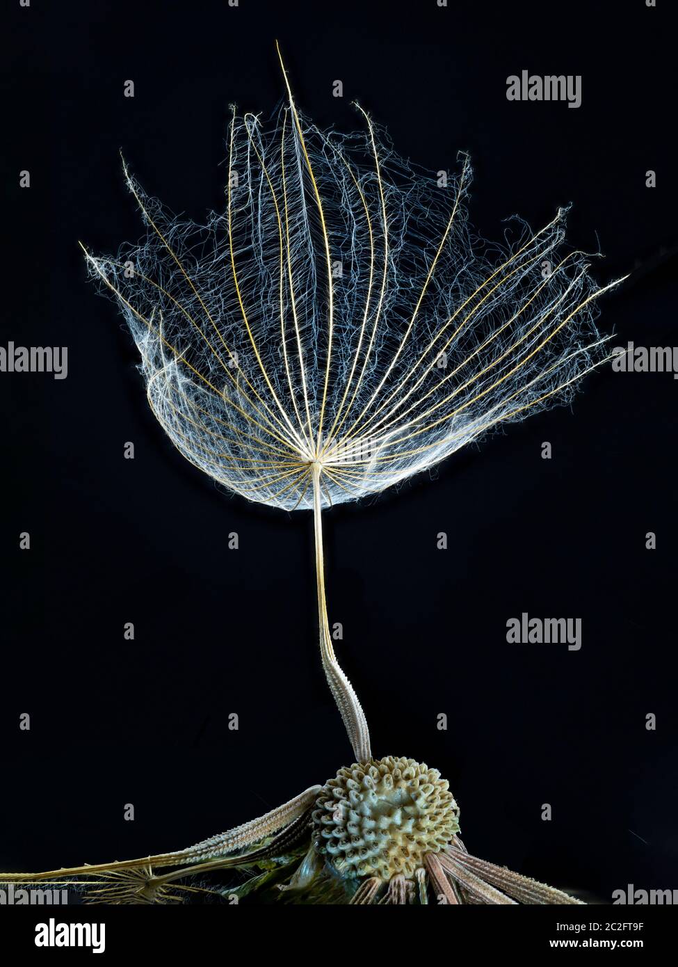 Fokus gestapelte Makroaufnahme eines westlichen Salsify Saatkopf und einem beigefügten Samen und Pappus. Stockfoto