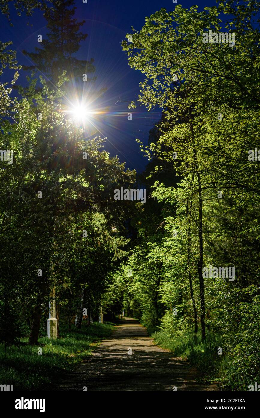 Gasse zwischen den Bäumen in der Nacht, beleuchtet von einer Laterne Stockfoto