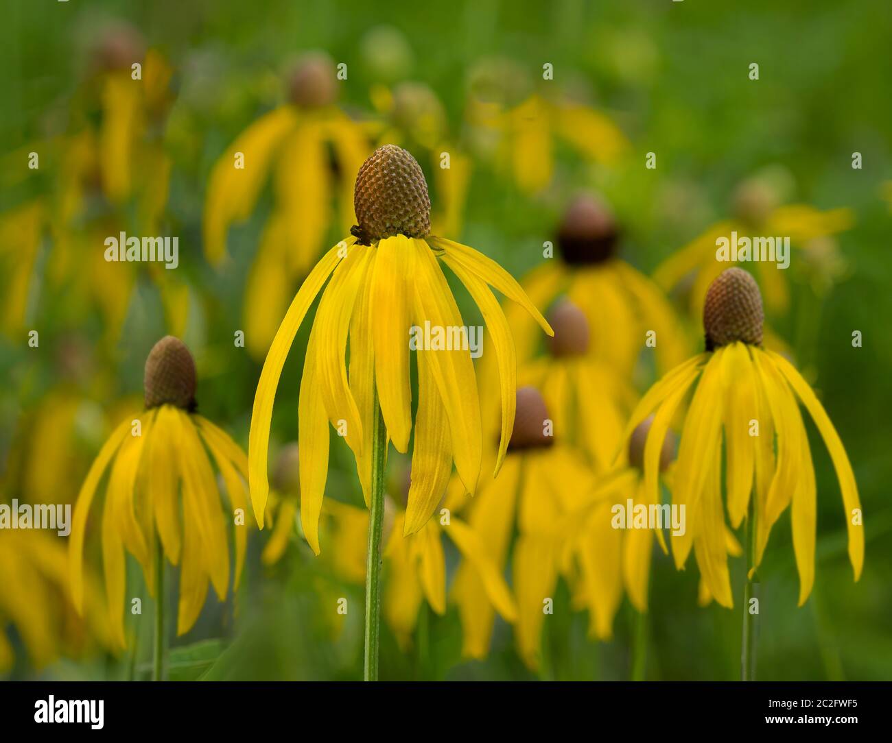 Feld von vielen gelben Kegelblüten Stockfoto