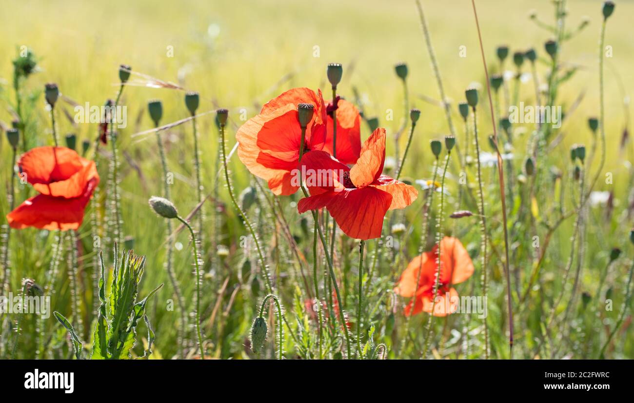 Roter Maismohn, Papaver rhoeas, auf einer Wiese Stockfoto