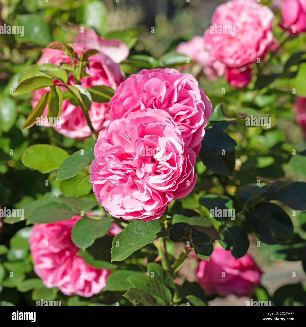Blühende rosafarbene Edelrosen im Garten Stockfoto