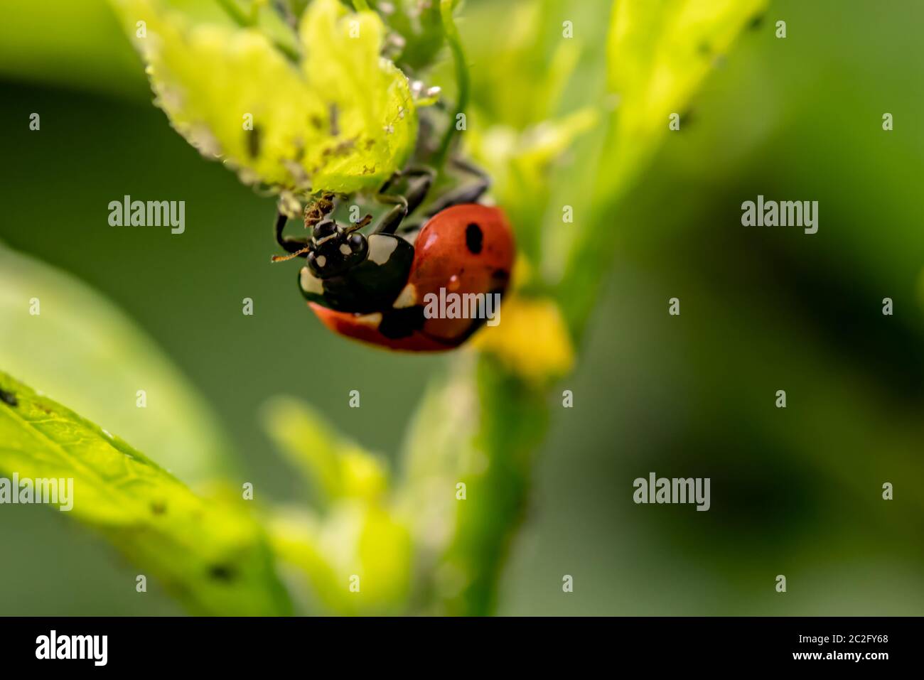 Small beetles Fotos und Bildmaterial in hoher Auflösung Alamy