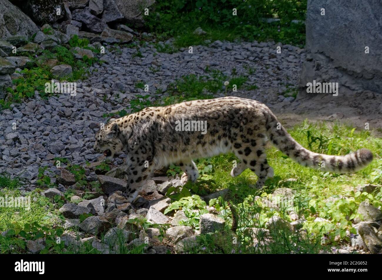 Snow leopard Stockfoto