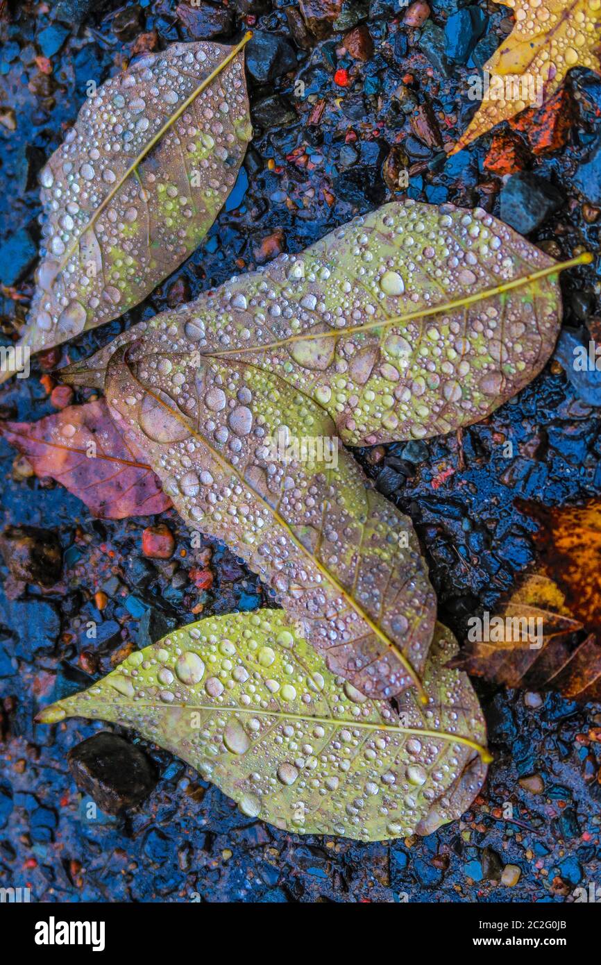 Lebhafte Herbstblätter, bedeckt mit glitzernden Wassertropfen, auf einem bunten felsigen Hintergrund, die die Schönheit der Natur und den jahreszeitlichen Wandel zeigen. Stockfoto
