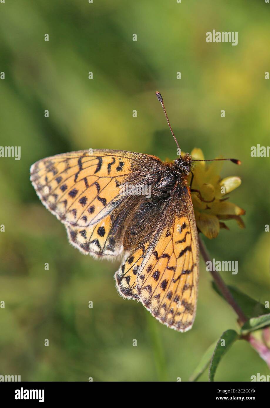 Makrohochalpiner Mutterschmetterling oder alpiner Mattenschmetterling Boloria ballt Stockfoto