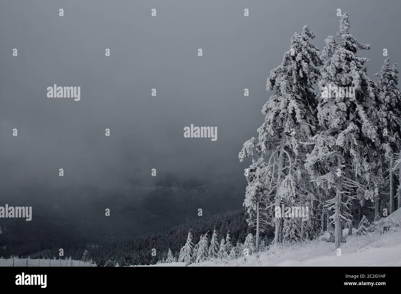 Schnee Nebel bedeckte Tannen/Fichten auf dem Wurmberg im Harz Norddeutschlands. Stockfoto