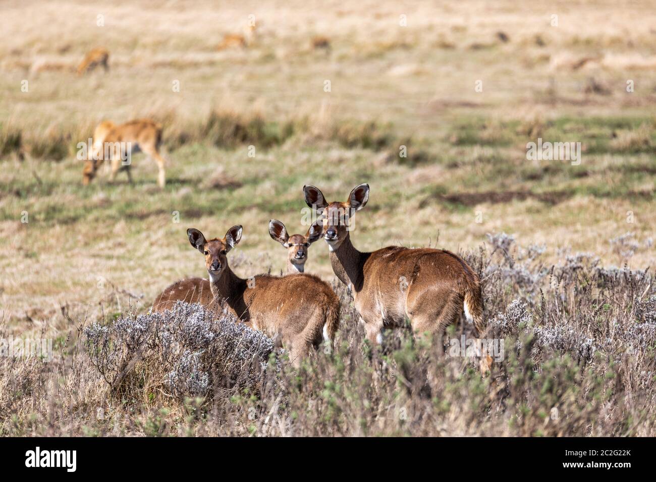 Weibliche Endemisch Sehr seltene Mountain Nyala, Tragelaphus buxtoni, große Antilope in Bale Mountain National Park, Äthiopien, Afrika widlife Stockfoto