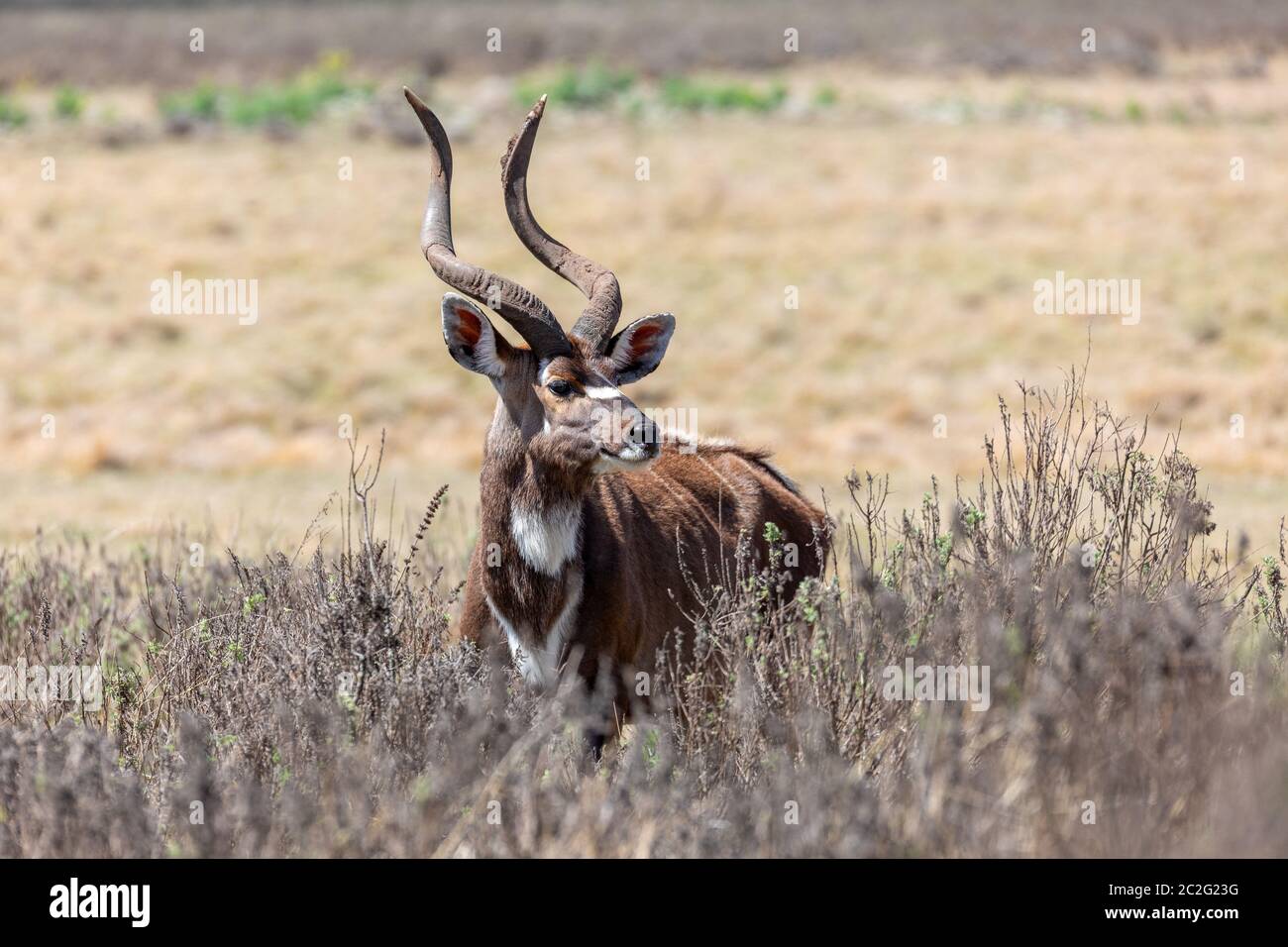 Majestätische Männchen von endemischen Sehr selten Mountain Nyala, Tragelaphus buxtoni, große Antilope in Bale Mountain National Park, Äthiopien, Afrika widlife Stockfoto