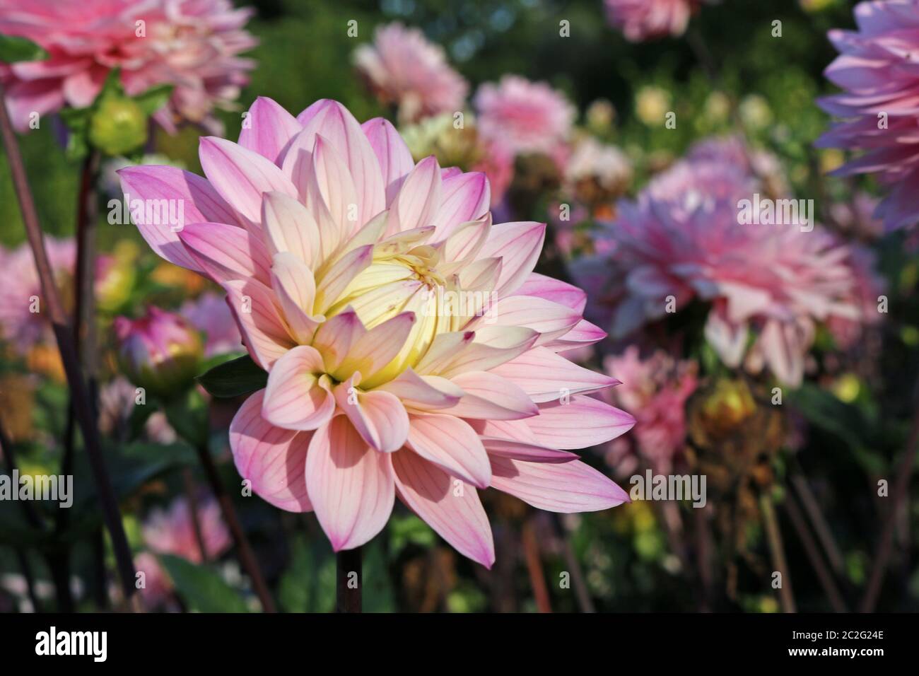 Rosa Dahlie Vielzahl Melodie, Harmonie Blüte mit einem Hintergrund von Unscharfen Blätter und Blumen und gute Kopie. Stockfoto