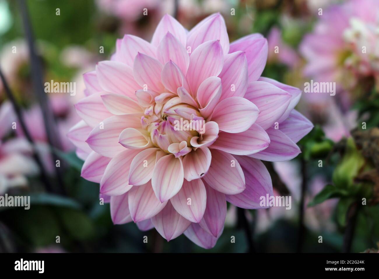 Rosa Dahlie Vielzahl Melodie, Harmonie Blüte mit einem Hintergrund von Unscharfen Blätter und Blüten. Stockfoto