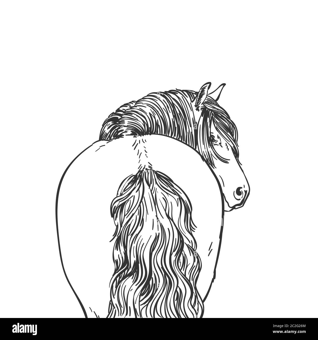 Porträt von Pferd mit langer Mähne blickt zurück, Blick von hinten, Nordschwedisches Pferd Rasse. Vektorskizze, handgezeichnete Illustration Stock Vektor