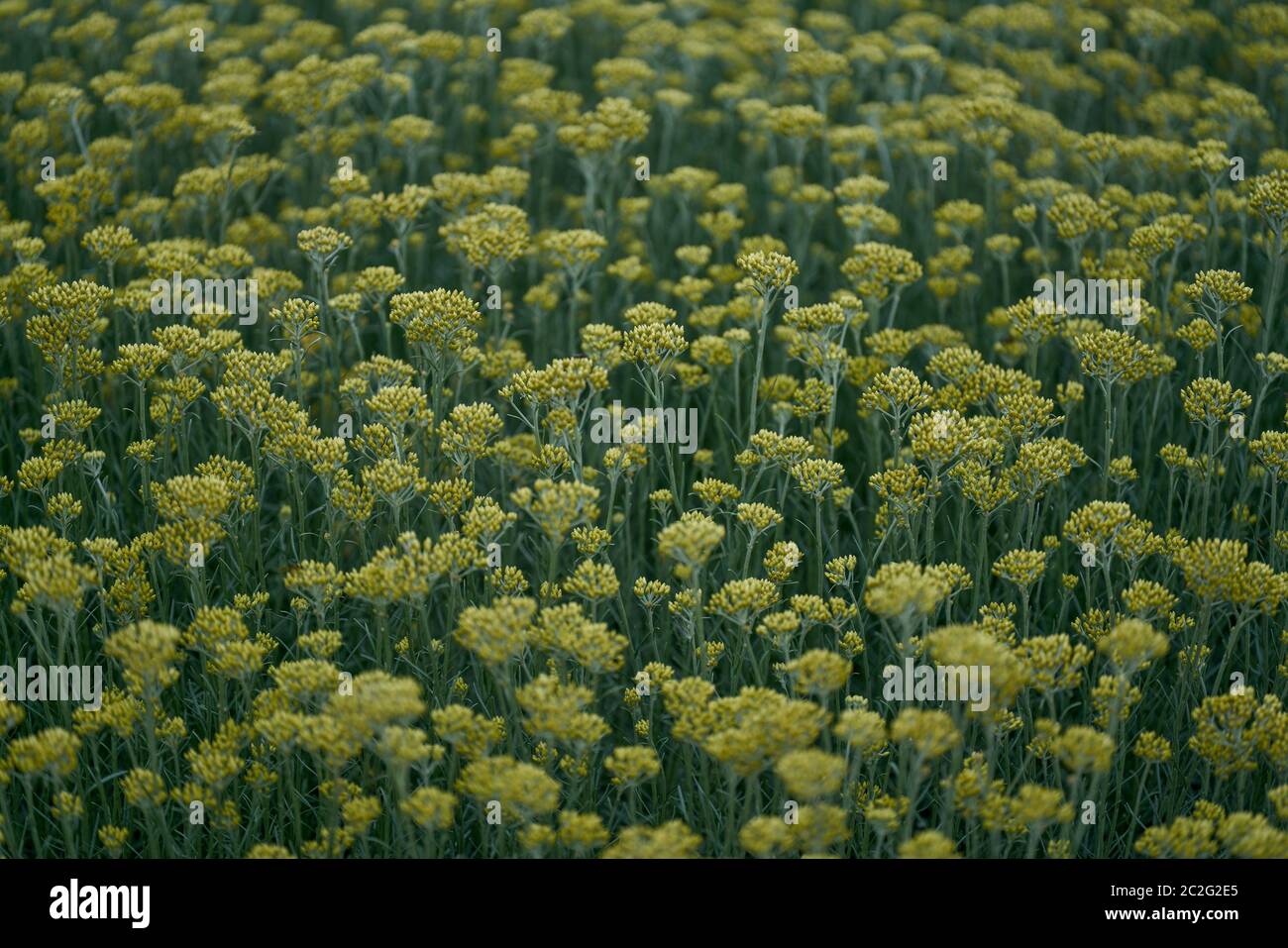 Currypflanze Helichrysum italicum Stockfoto