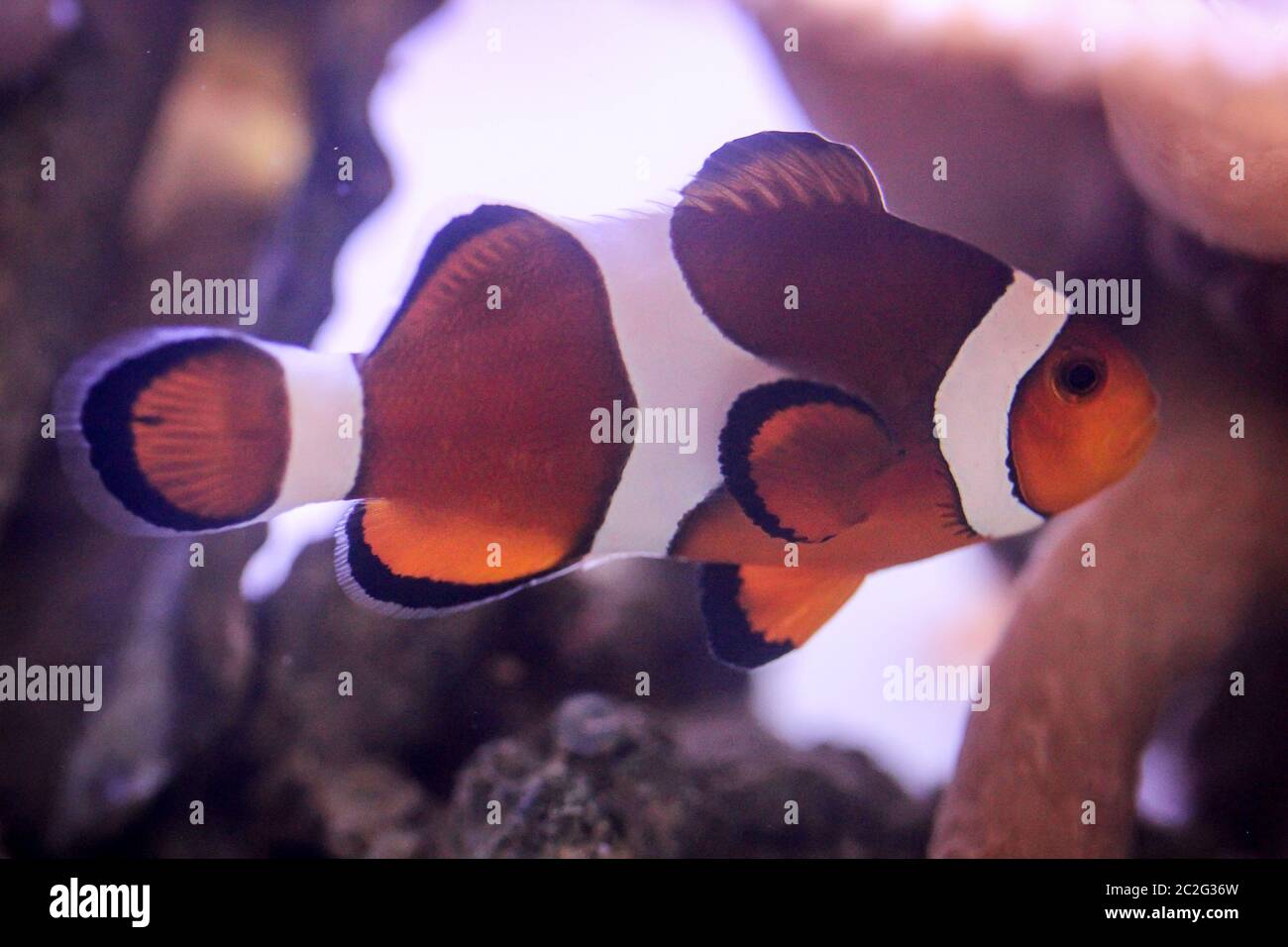 Ansicht, Porträt eines Anemonenfisches im Aquarium Stockfoto