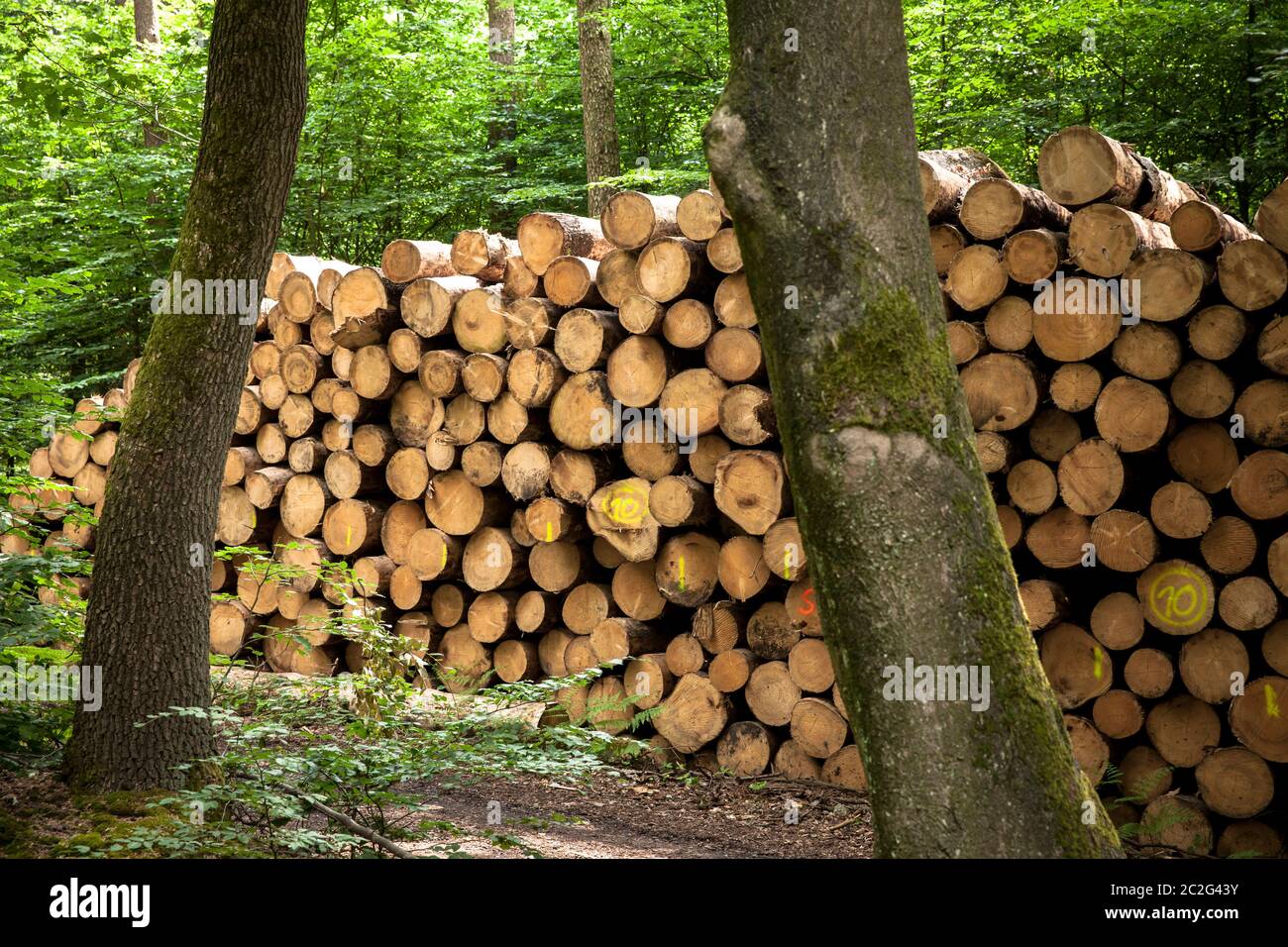 Gefällte Bäume, Baumstämme, in einem Wald bei Haltern im Bezirk Recklinghausen, Nordrhein-Westfalen, Deutschland. Gefauelte Bäume, Baumstaemme, i Stockfoto