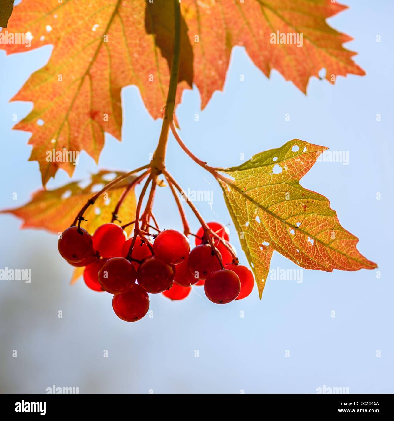 Die Büschel des roten Viburnums auf dem Ast mit den Herbstblättern aus der Nähe Stockfoto
