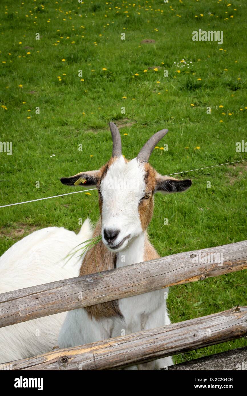 Porträt einer niedlichen Ziege auf einem Bauernhof Stockfoto