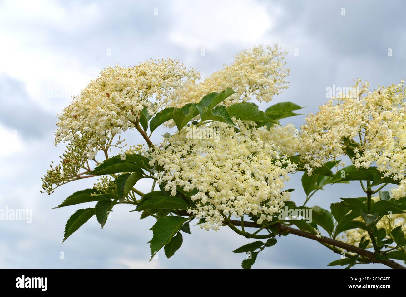 Blühende Holunderbäume auf einer Plantage Stockfoto