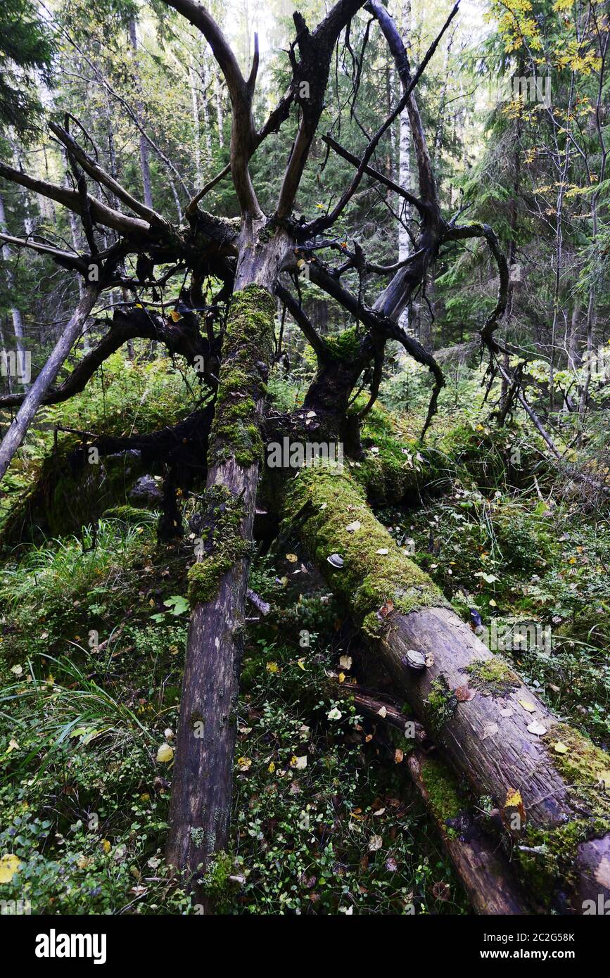 Gefallenen Moos bedeckt Bäume im Wald Stockfoto