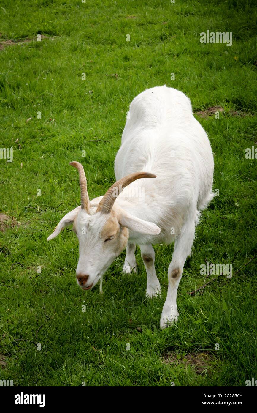 Porträt einer niedlichen Ziege auf einem Bauernhof Stockfoto