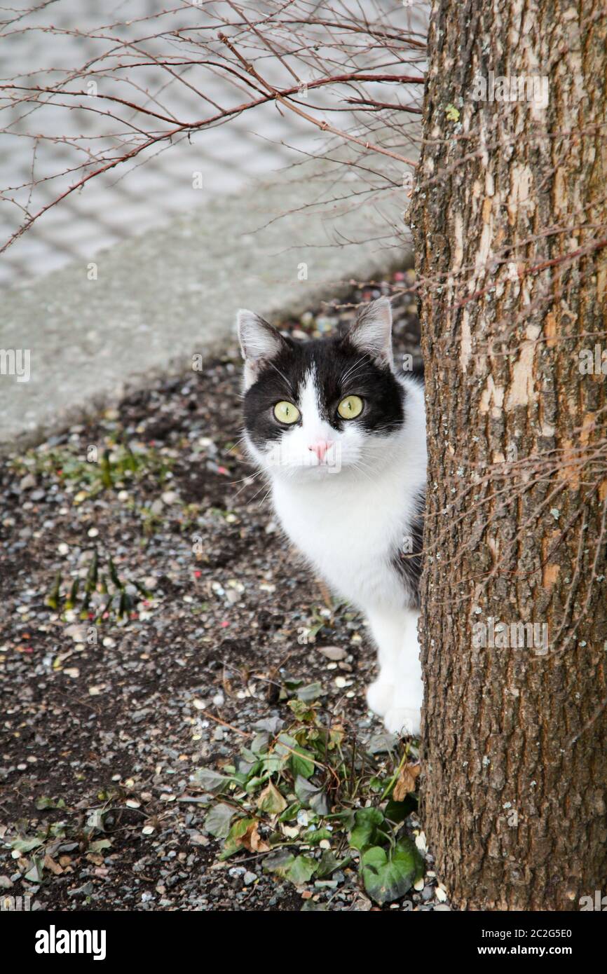 Porträt einer faulen, aber auch wachsamen Katze Stockfoto