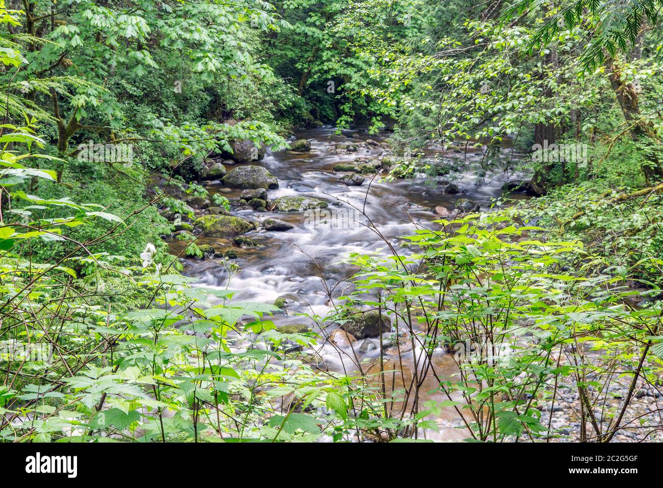Schnell fließender Gebirgsfluss von oben durch das dichte Waldgrün gesehen. Vancouver, Kanada. Stockfoto