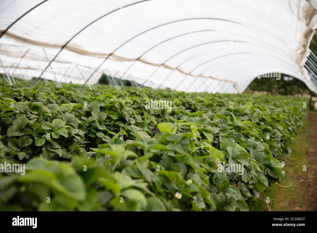 Erdbeerpflanzen wachsen auf hohen Ständen bereit gepflückt werden. Stockfoto