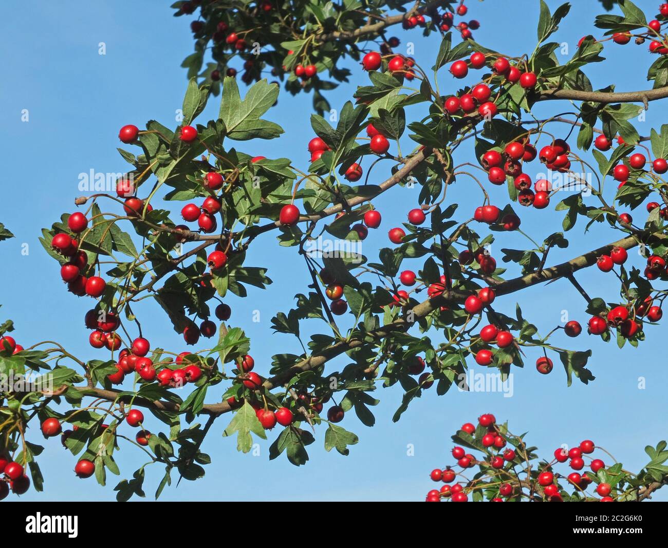 Frische Weißdornbeeren auf einem Ast gegen einen blauen sonnigen septemberhimmel Stockfoto