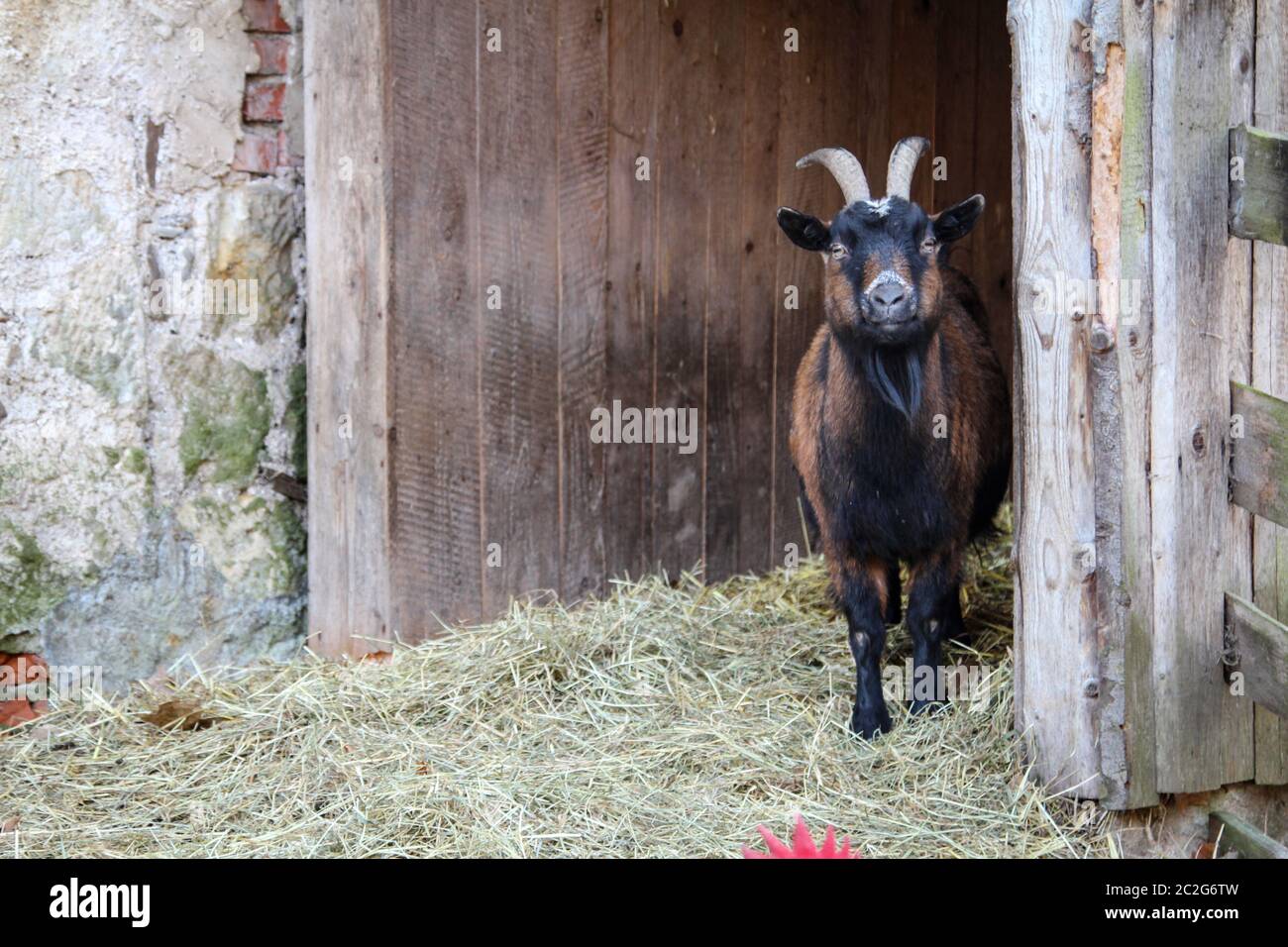 Porträt einer niedlichen Ziege auf einem Bauernhof Stockfoto