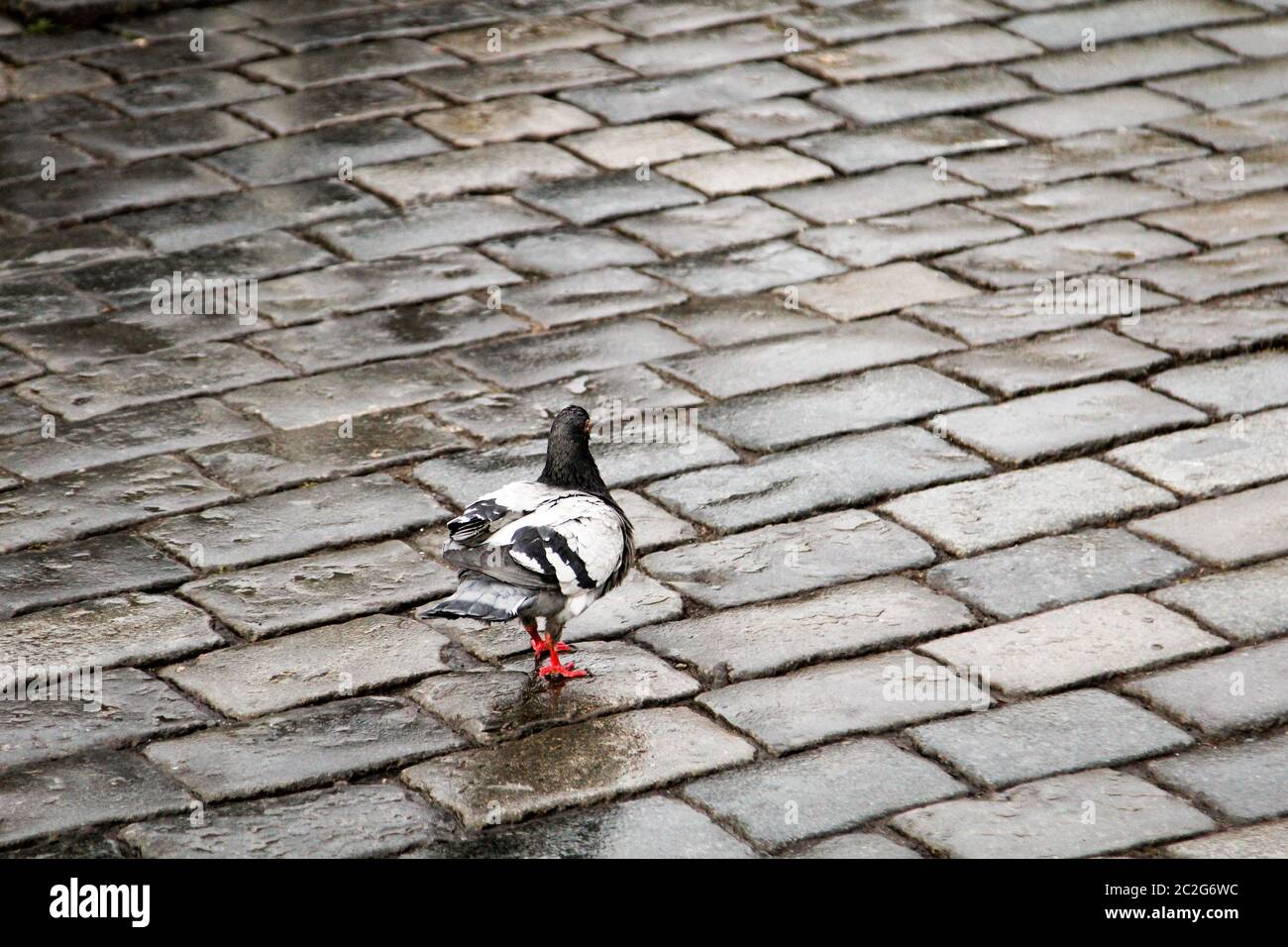 Sehen Sie, Porträts von Tauben, Tauben sind Vögel, die in größeren Städten häufig sind Stockfoto