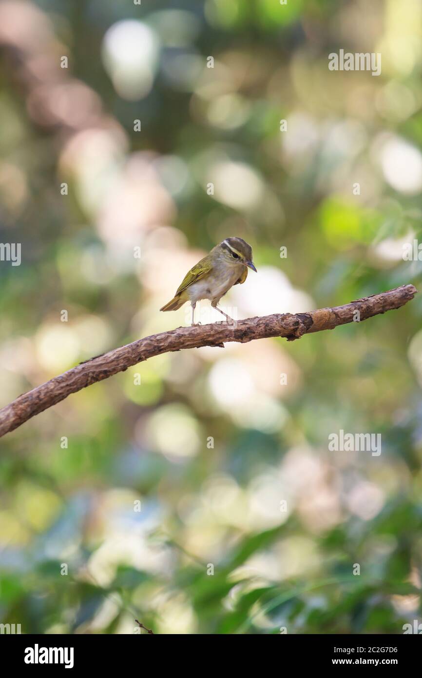 Gelb-browed Laubsänger (Phylloscopus Inornatus) auf dem Zweig in der Natur Stockfoto