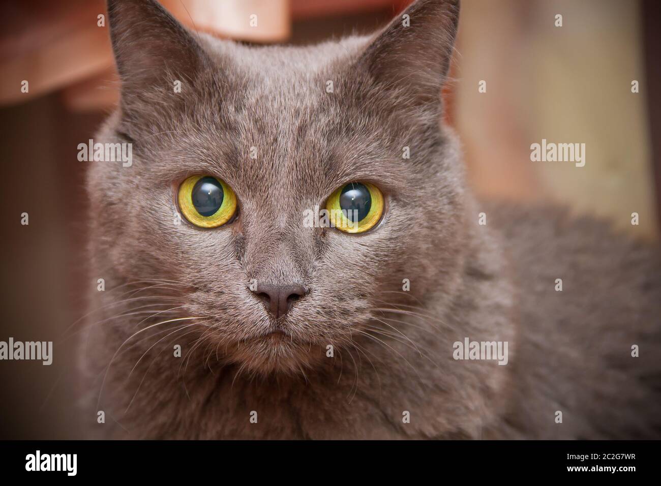 Erwachsene Hauskatze grau Nahaufnahme Porträt. Stockfoto