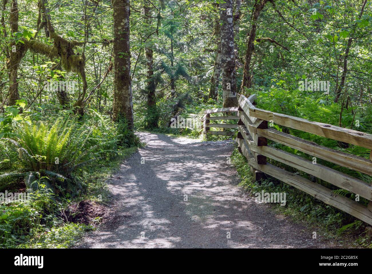 Weg oder Wanderweg durch den dichten Wald mit dem Holzzaun entlang der Straße. Schöne Linien, ruhige und entspannende Atmosphäre. Stockfoto